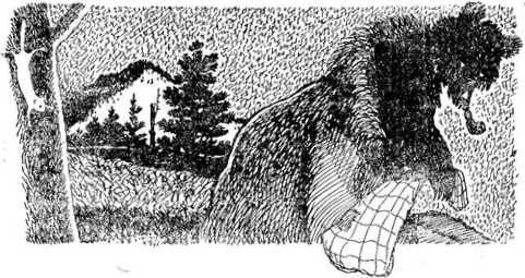 Жил на Алтае старый большой медведь Его любимая еда кедровый орех Брал он - фото 20