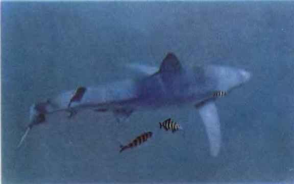 Самая красивая акула голубая Ее сопровождают два лоцмана Голубая вдруг - фото 3