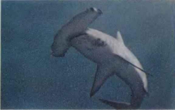 Акуламолот редко встречалась нам в Красном море Хотя рот у нее казалось бы - фото 8