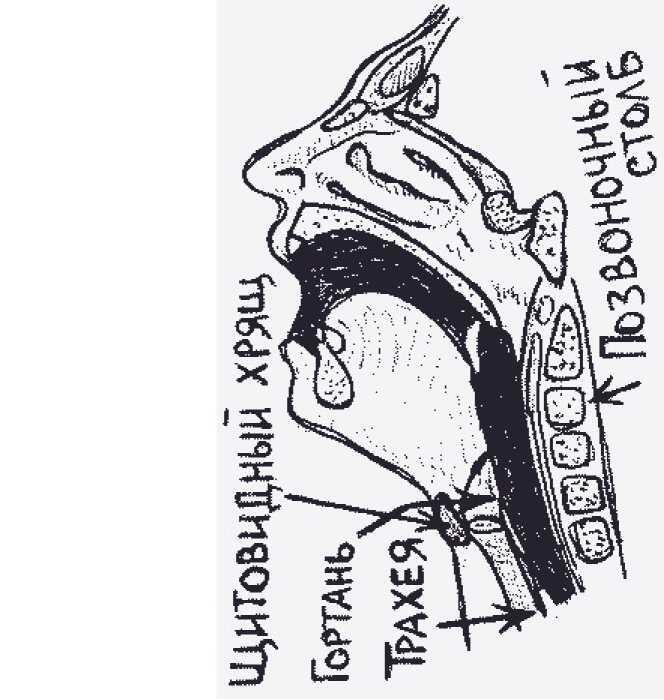 рисунок 50б рисунок 50в Верхняя часть головы Макушка и лобные швы - фото 115