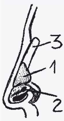 рисунок 29 1 Хрящи и кости носа 1 латеральный хрящ носа 2 большой хрящ - фото 54