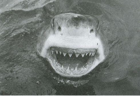 От акулы никто никогда не ждал ничего хорошего Антиподы акул дельфины - фото 21
