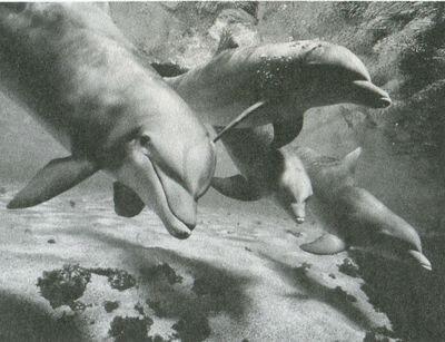 Антиподы акул дельфины Самый крупный зубатый кит кашалот Колумб в - фото 22