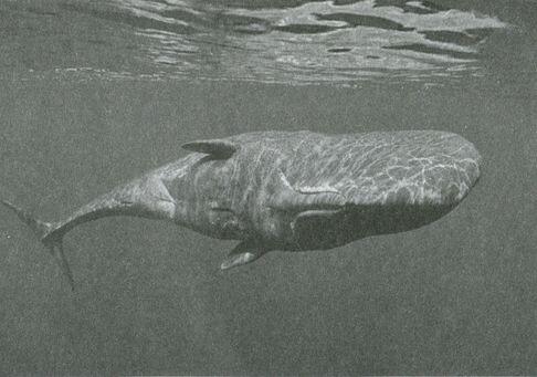 Самый крупный зубатый кит кашалот Колумб в монастыре де ла Рабида Картина - фото 23