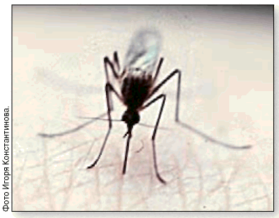 Вес комара всего около 2 мг Однако тактильные рецепторы человека мгновенно - фото 10