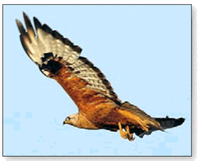 Парящий орёл своим острым зрением способен разглядеть мелкого грызуна с высоты - фото 4