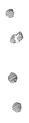 Отпечаток правой передней лапы среднерусской лисицы на рыхлом мелком снегу - фото 6