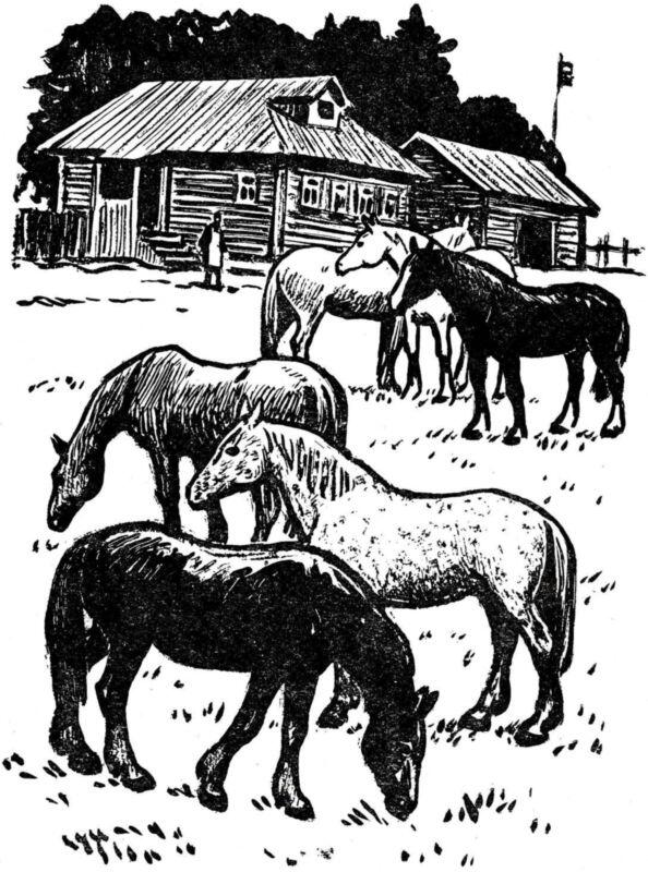 В Тишковском лесничестве было шесть взрослых лошадей и один жеребёнок Он был - фото 2