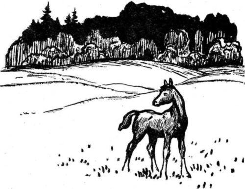 В Тишковском лесничестве было шесть взрослых лошадей и один жеребёнок Он был - фото 3