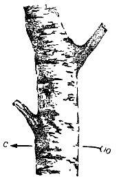 Рис 11 Ориентирование по коре березы Вообще говоря кора у многих деревьев - фото 11
