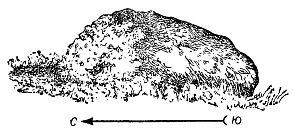 Рис 12 Ориентирование по мху на камне Стволы сосен обычно покрываются коркой - фото 12