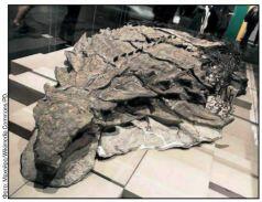 Травоядный нодозавр длиной 5 м наиболее хорошо сохранившийся окаменелый ящер - фото 10