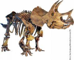 Скелет трицератопса впервые описанный Отниэлем Маршем в 1891 году - фото 11