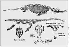 Скелеты найденных Мэри Эннинг ихтиозавра вверху и плезиозавра с фрагментами - фото 3
