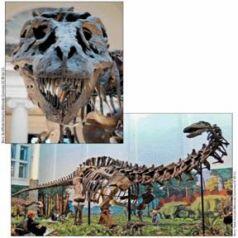 Скелет тираннозавра Tyrannosaurus rex одного из самых крупных наземных - фото 6