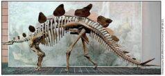 Стегозавр впервые описанный Отниэлем Маршем в 1891 году Реконструкция - фото 9