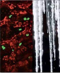 Бактерии Pseudomonas syringae представленные в виде коллажа из четырех - фото 4