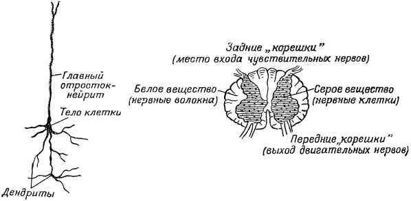 Рис 6 Строение центральной нервной системы позвоночных Слева нервная - фото 7
