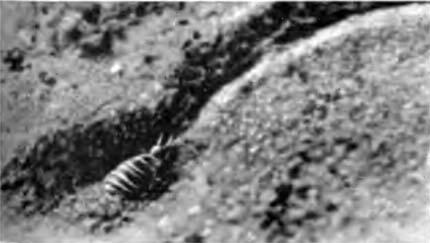 След личинки муравьиного льва на песке Самка может быть в дватри раза - фото 37