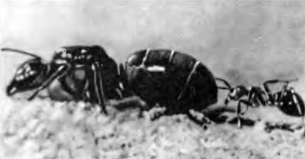 Самка может быть в дватри раза крупнее рабочего муравья Рабочие муравьи - фото 38