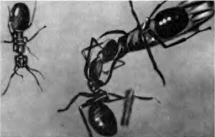 Рабочий муравей кормит молодую крылатую самку Примечания 1 Морозов Г Ф - фото 40