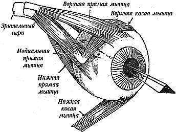 Внешние мышцы глазного яблока вместе с хрусталиком являются частью - фото 1