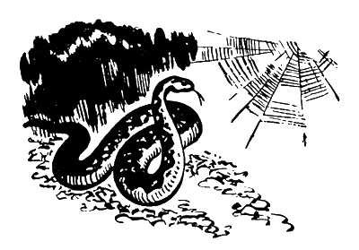 Змея смотрела на фонарь и стягивала кольца своего чёрного тела в тугой узел - фото 7
