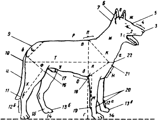 Рис 1 Экстерьер собаки а б длина туловища собаки измеряется от головки - фото 1