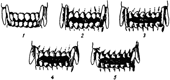 Рис 7 Определение возраста собаки по зубам 1 1 год Белые резцы с 3 - фото 7