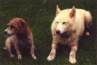 Несмотря на то что собака справа показывает сигналы примирения собака слева - фото 10