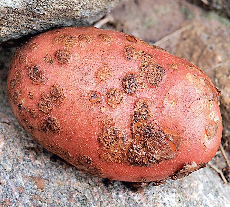 Парша картофеля Защита растений Сорняки Яснотка белая Бодяк полевой - фото 215