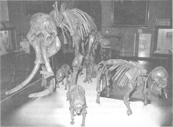 Часть скелетов севского семейства мамонтов Брянская область 14 тысяч лет - фото 4