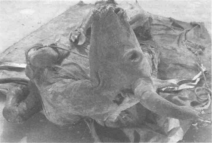 Мумия первобытного бизона Bison priscus река Малый Анюй Чукотский АО 50 - фото 5