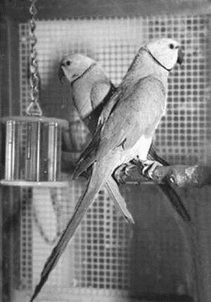 пара Кольчатых попугаев Из кормов животного происхождения хорошо давать в очень - фото 5