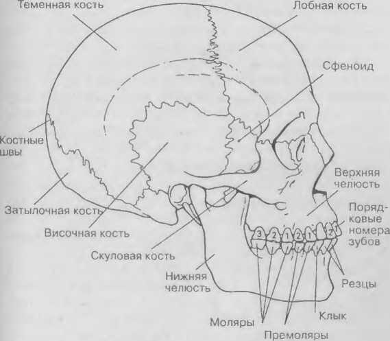 Кости и зубы человеческого черепа - фото 29