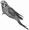 Считается что слово попугай имеет религиозное происхождение сначала эту - фото 2