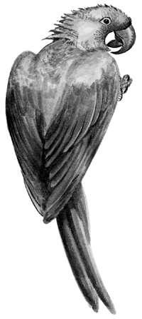 Попугаи ара обладают наибольшей способностью к воспроизведению человеческой - фото 3