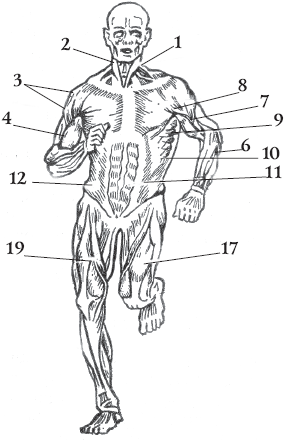 Рис 1 Основные мышцы человека вид спереди 1 Грудинноключичнососцевидная - фото 6