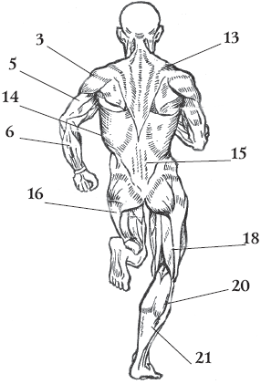 Рис 2 Основные мышцы человека вид сзади 3 Дельтовидная мышца задний - фото 7
