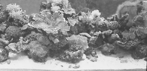 Аквариум минириф с морскими беспозвоночными Фото из галереи природного - фото 10