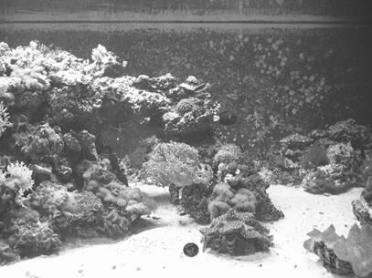 1 Что такое современный аквариум Основу классификации аквариумов определяют - фото 3