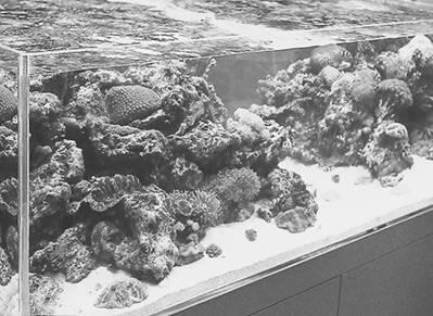 Фрагмент морского аквариума с рыбами и беспозвоночными Фото из галереи - фото 4