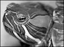 1 История происхождения черепах Черепахи одни из самых древних рептилий - фото 1