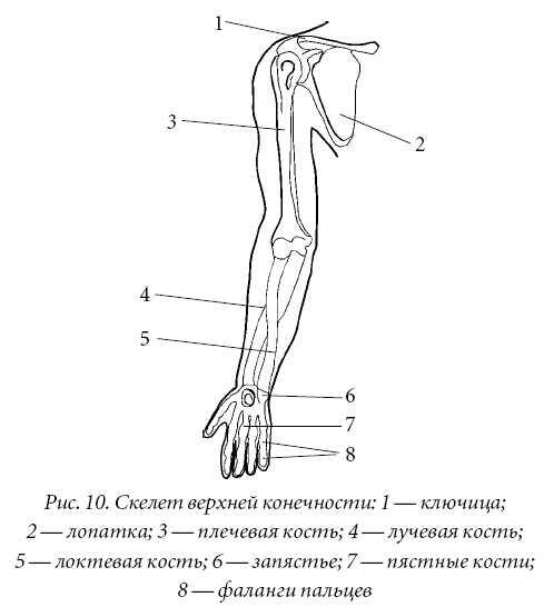 Плечевая кость относится к длинным трубчатым костям Через локтевой сустав она - фото 10