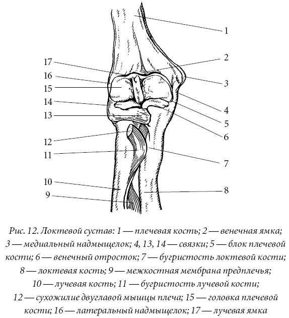 Крупные суставы нижней конечностипредставлены на рисунке 13 Скелет свободной - фото 12