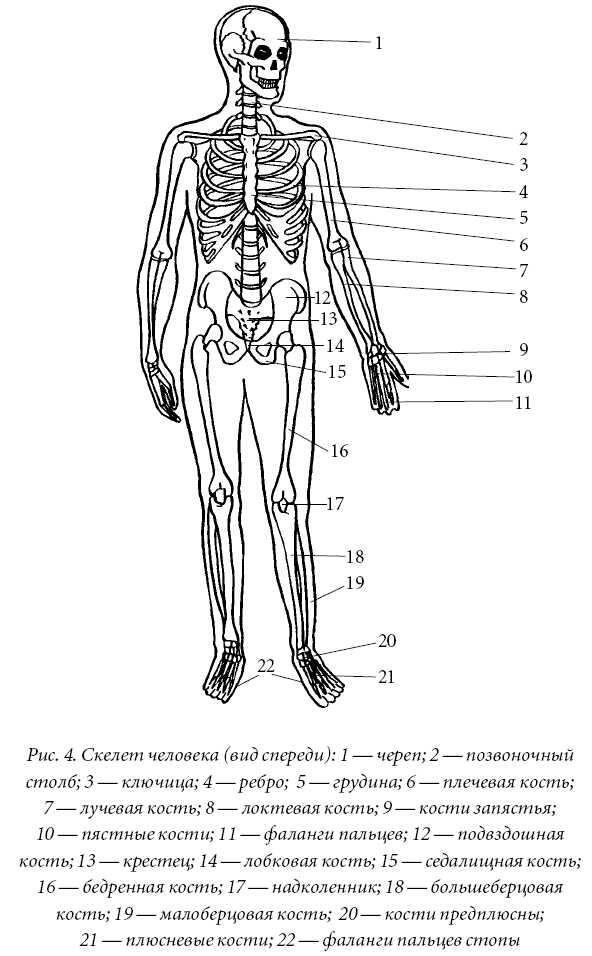 Осевой скелет Черепсостоит из 23 костей соединенных между собой синантрозами - фото 4