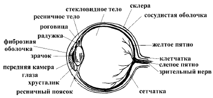 Рис 1 Строение глаза Глазное яблоко это образование округлой формы - фото 1