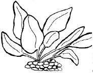 Рис 5 Эхинодорус Echinodorus aschersonianus Стрелолист растет равномерно в - фото 5