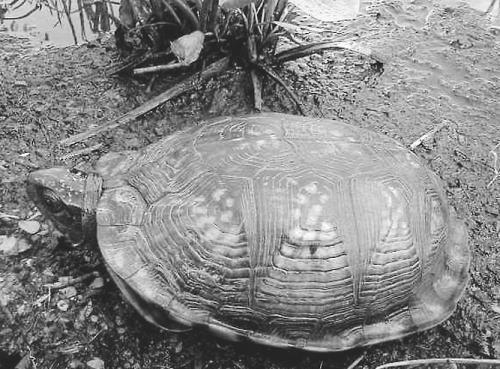 1 Анатомия черепах Черепахи относятся к отряду пресмыкающихся Всего - фото 1