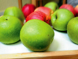 Целебные свойства плодов яблони известны давно и переоценить их трудно Великий - фото 1